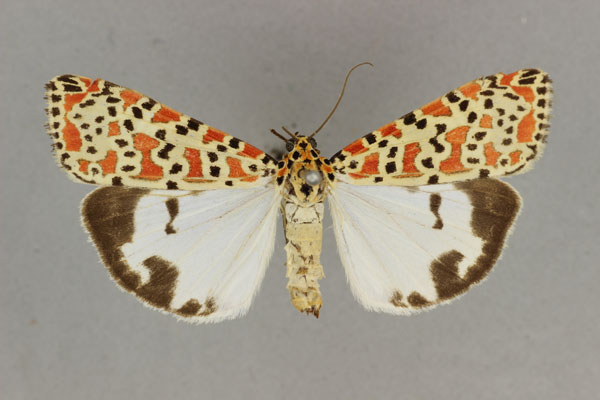 /filer/webapps/moths/media/images/S/socotrensis_Utetheisa_HT_BMNH.jpg
