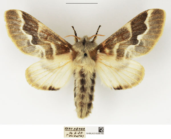 /filer/webapps/moths/media/images/S/sodalium_Streblote_AF_NHMUK.jpg