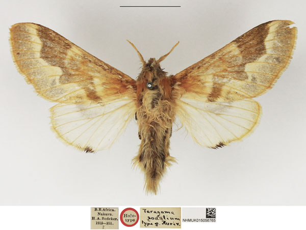 /filer/webapps/moths/media/images/S/sodalium_Taragama_HT_NHMUK.jpg