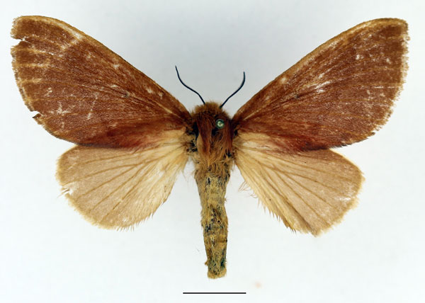 /filer/webapps/moths/media/images/S/sogai_Acosmetoptera_AF_Basquin_01.jpg