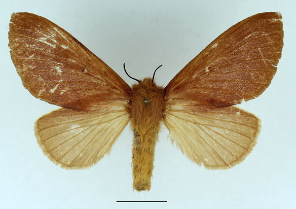 /filer/webapps/moths/media/images/S/sogai_Acosmetoptera_AF_Basquin_02.jpg