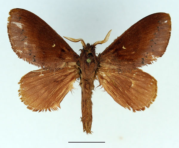 /filer/webapps/moths/media/images/S/sogai_Acosmetoptera_AM_Basquin_01.jpg