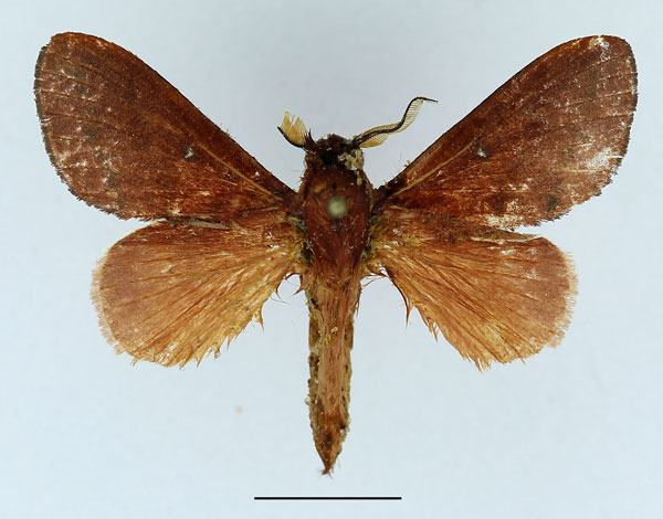 /filer/webapps/moths/media/images/S/sogai_Acosmetoptera_AM_Basquin_02.jpg
