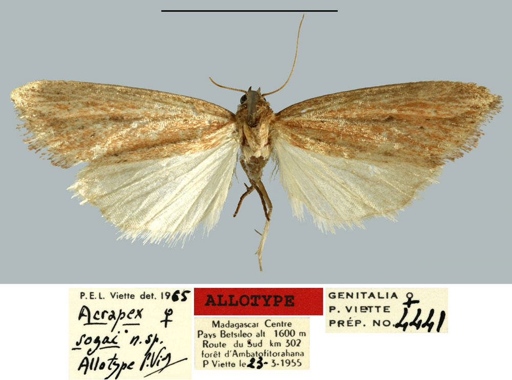 /filer/webapps/moths/media/images/S/sogai_Acrapex_AT_MNHN.jpg