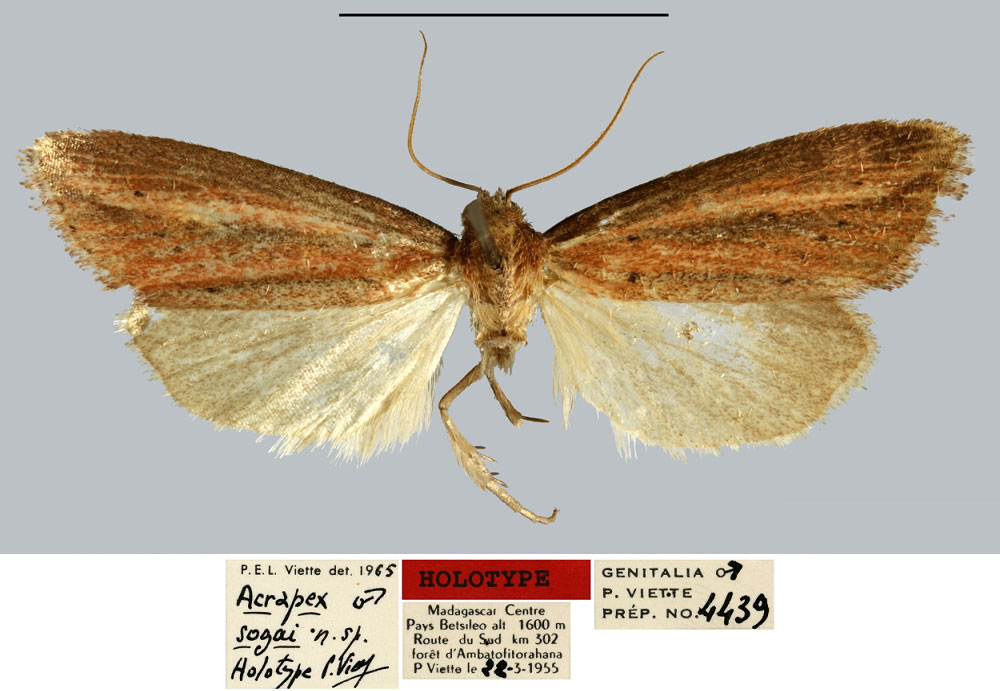/filer/webapps/moths/media/images/S/sogai_Acrapex_HT_MNHN.jpg
