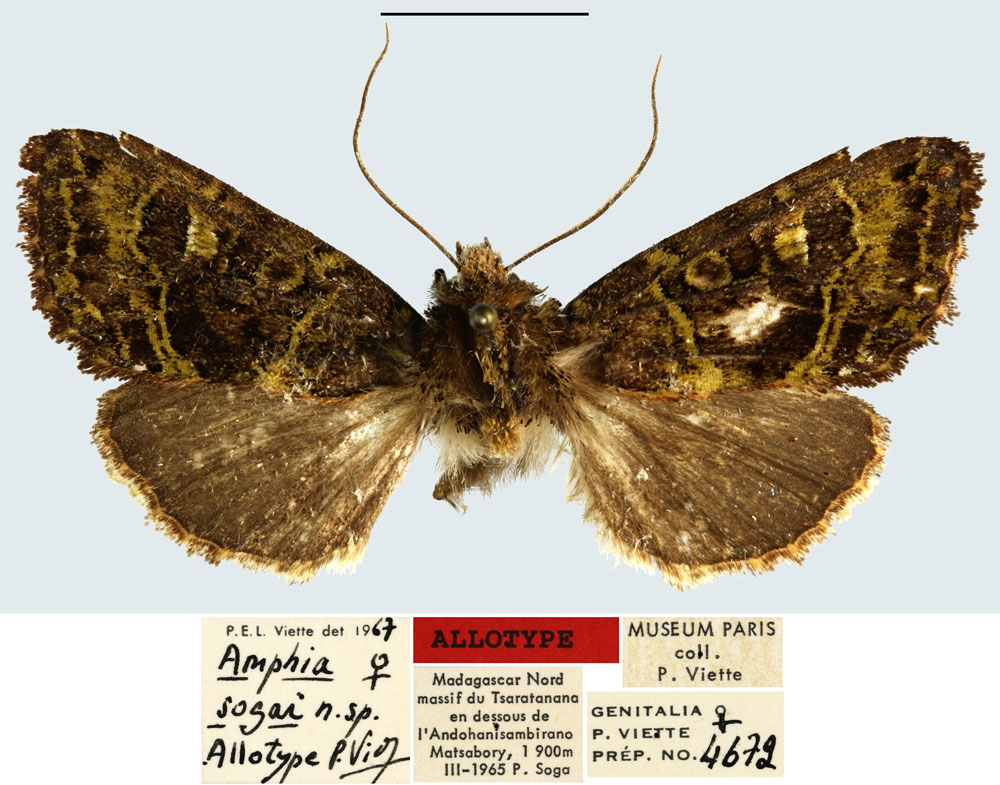 /filer/webapps/moths/media/images/S/sogai_Amphia_AT_MNHN.jpg
