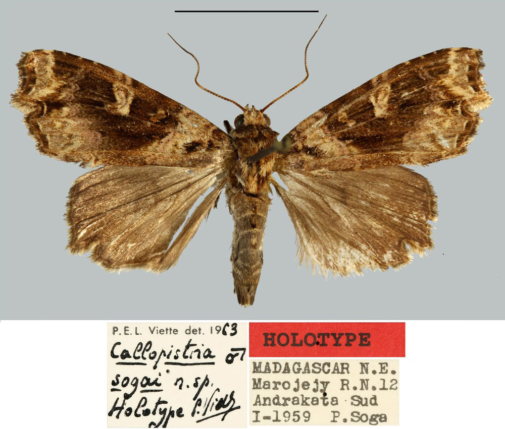 /filer/webapps/moths/media/images/S/sogai_Callopistria_HT_MNHN.jpg