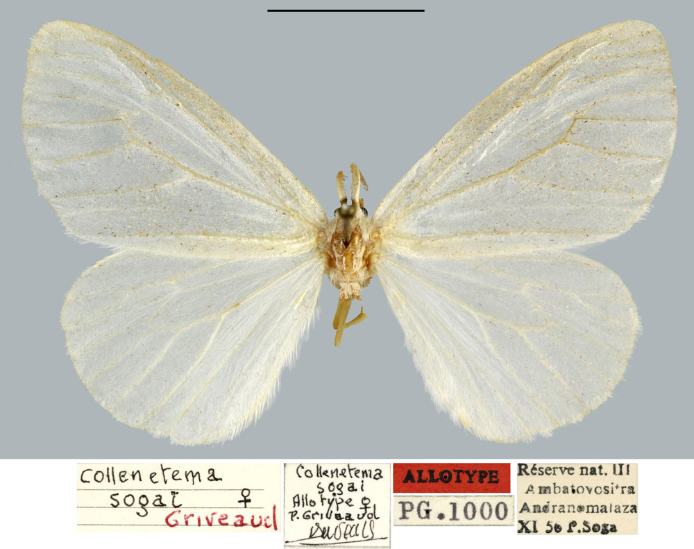 /filer/webapps/moths/media/images/S/sogai_Collenettema_AT_MNHN.jpg