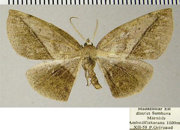 /filer/webapps/moths/media/images/S/sogai_Drepanogynis_AM_ZSMa.jpg