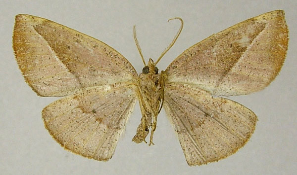 /filer/webapps/moths/media/images/S/sogai_Drepanogynis_AM_ZSMb.jpg