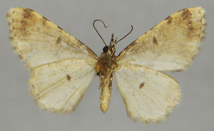 /filer/webapps/moths/media/images/S/sogai_Ectropis_PTM_ZSMb.jpg