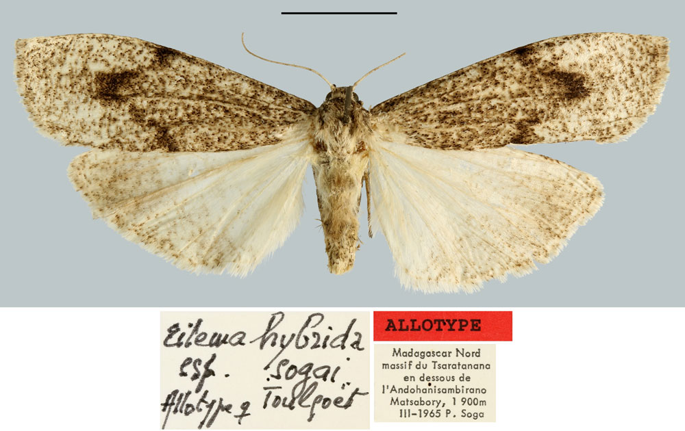 /filer/webapps/moths/media/images/S/sogai_Eilema_AT_MNHN.jpg