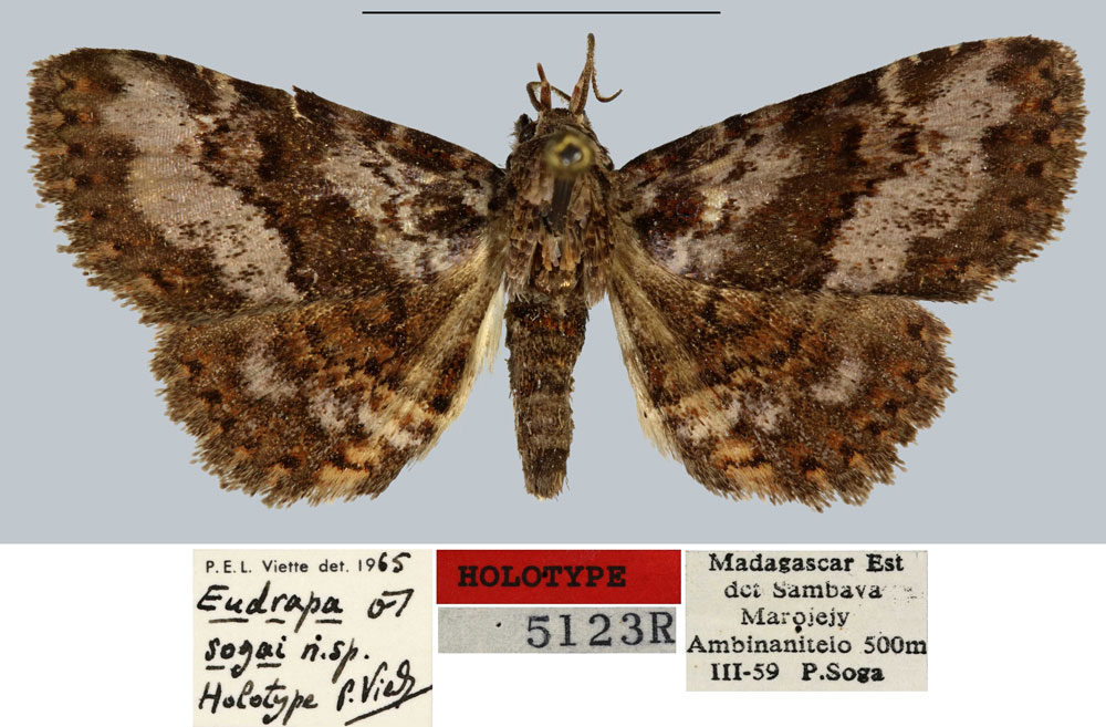 /filer/webapps/moths/media/images/S/sogai_Eudrapa_HT_MNHN.jpg