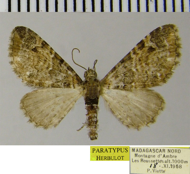 /filer/webapps/moths/media/images/S/sogai_Eupithecia_PTF_ZSM_02.jpg