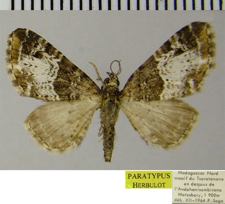 /filer/webapps/moths/media/images/S/sogai_Eupithecia_PTF_ZSM_03.jpg