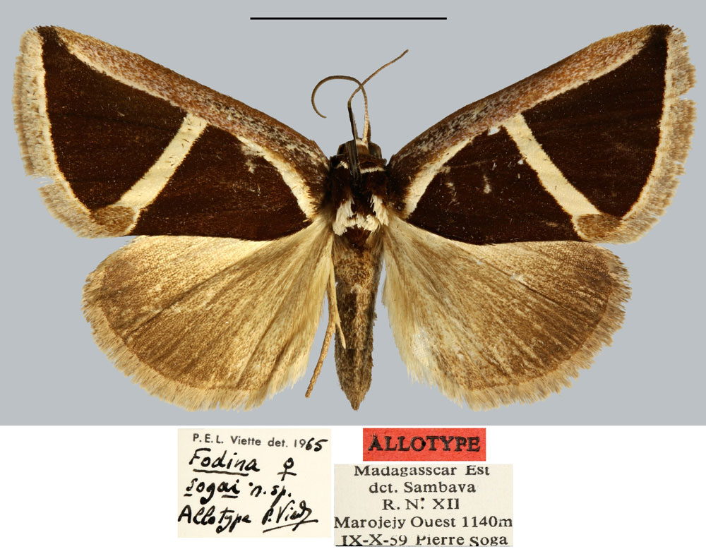 /filer/webapps/moths/media/images/S/sogai_Fodina_AT_MNHN.jpg