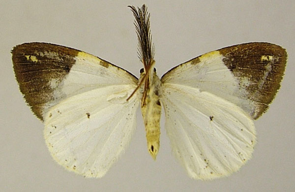 /filer/webapps/moths/media/images/S/sogai_Hylemera_AM_ZSMb.jpg