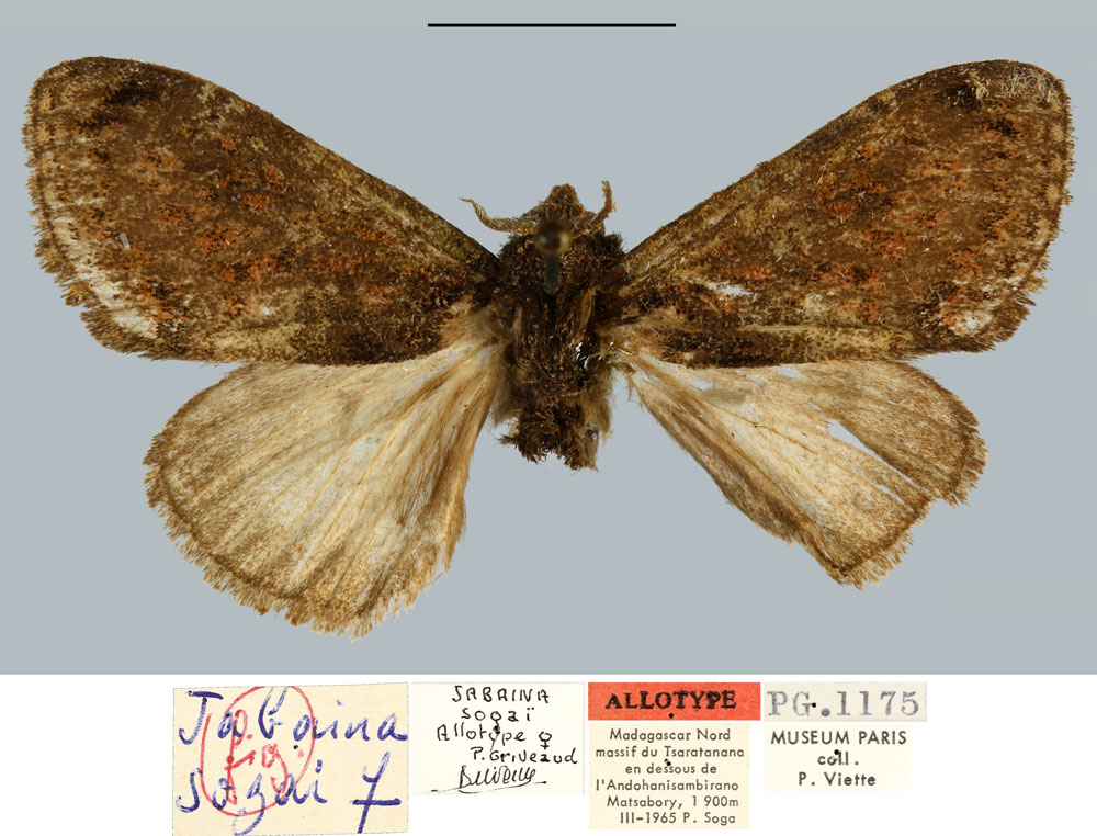 /filer/webapps/moths/media/images/S/sogai_Jabaina_AT_MNHN.jpg