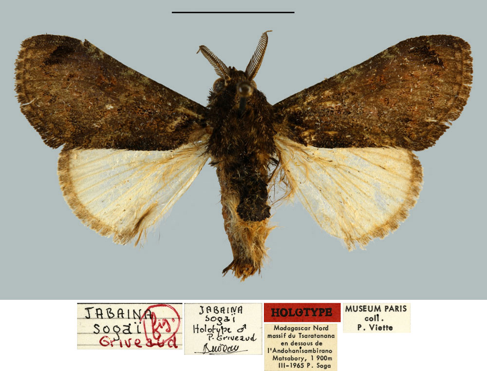 /filer/webapps/moths/media/images/S/sogai_Jabaina_HT_MNHN.jpg