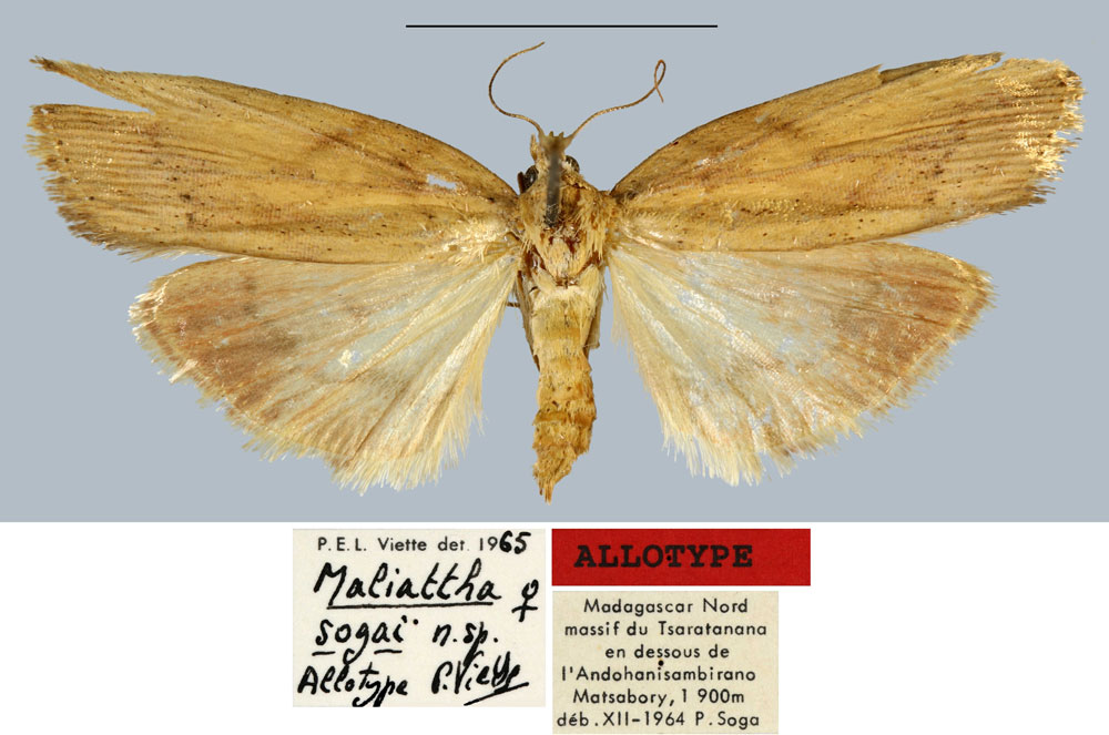 /filer/webapps/moths/media/images/S/sogai_Maliattha_AT_MNHN.jpg