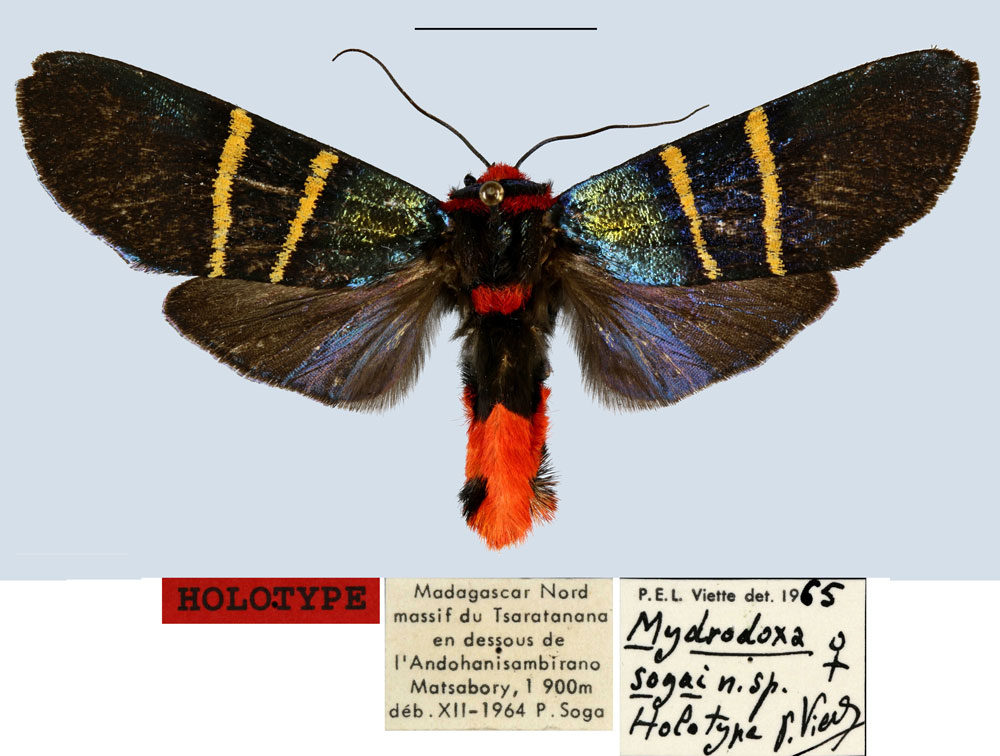 /filer/webapps/moths/media/images/S/sogai_Mydrodoxa_HT_MNHN.jpg