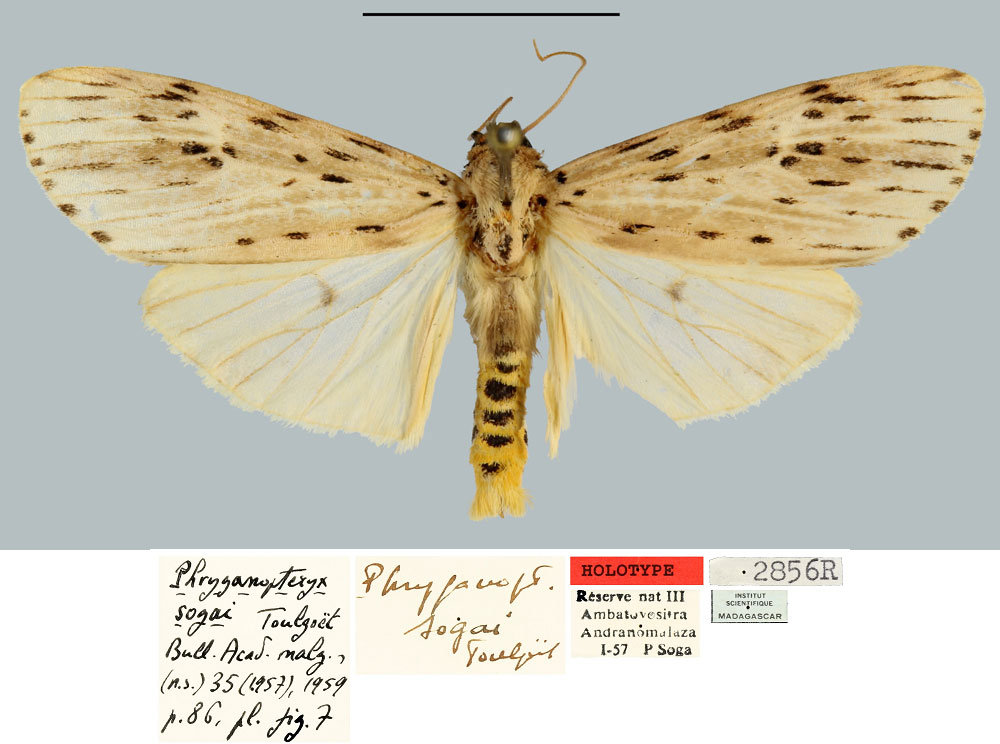 /filer/webapps/moths/media/images/S/sogai_Phryganopteryx_HT_MNHN.jpg