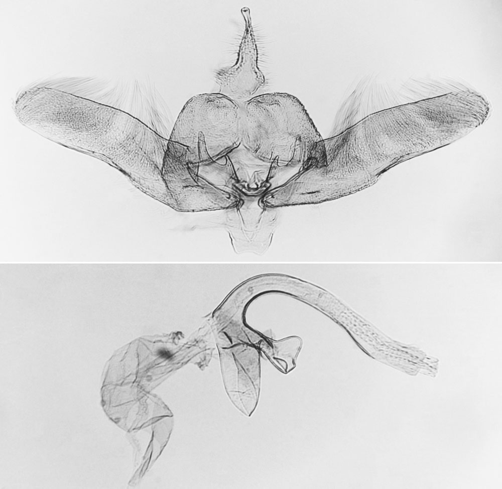/filer/webapps/moths/media/images/S/sogai_Platyptilia_GMHT_MNHN_4363.jpg