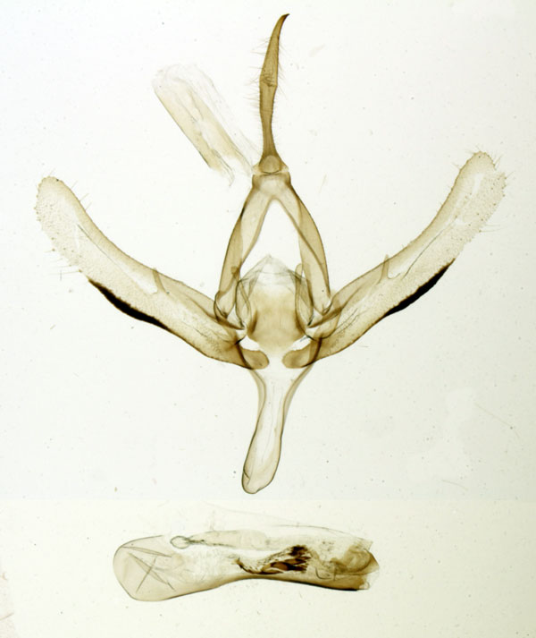 /filer/webapps/moths/media/images/S/sogai_Plusia_GMHT_MNHN_1890.jpg