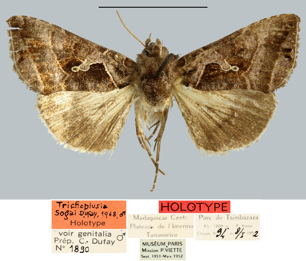 /filer/webapps/moths/media/images/S/sogai_Plusia_HT_MNHN.jpg