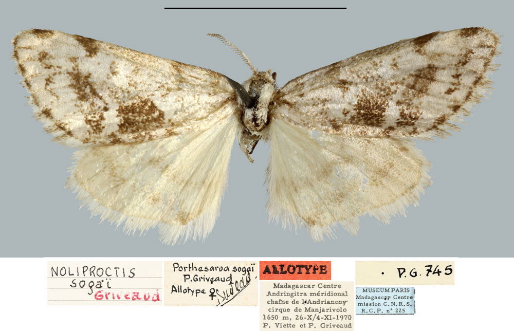 /filer/webapps/moths/media/images/S/sogai_Porthesaroa_AT_MNHN.jpg