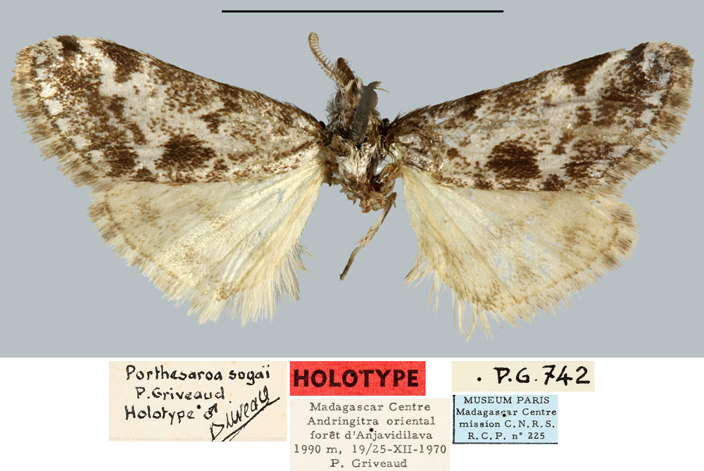 /filer/webapps/moths/media/images/S/sogai_Porthesaroa_HT_MNHN.jpg