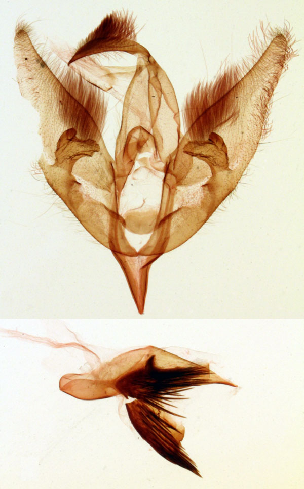 /filer/webapps/moths/media/images/S/sogai_Pseudelaeodes_GMHT_MNHN_4887.jpg