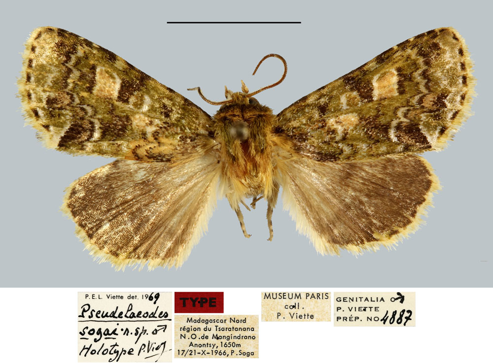 /filer/webapps/moths/media/images/S/sogai_Pseudelaeodes_HT_MNHN.jpg