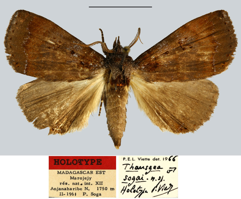 /filer/webapps/moths/media/images/S/sogai_Thausgea_HT_MNHN.jpg