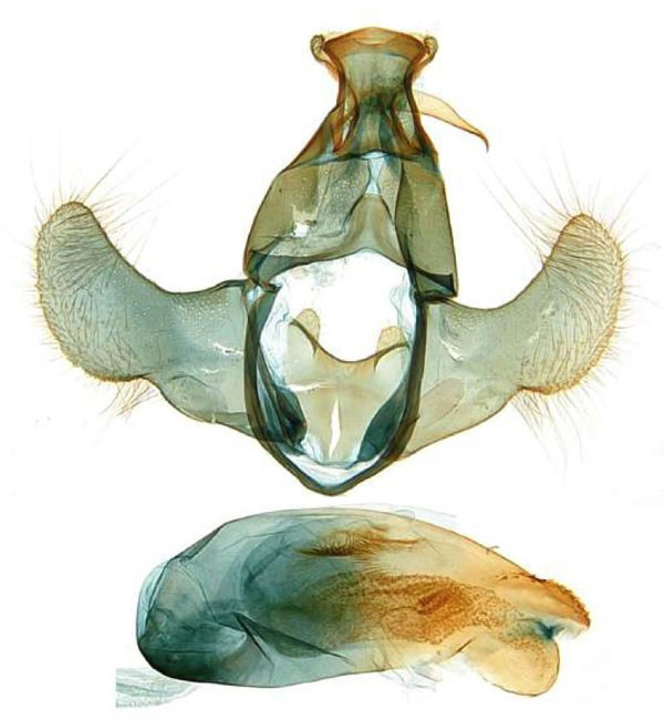 /filer/webapps/moths/media/images/S/sogai_Torodora_GMHT_MNHN.jpg