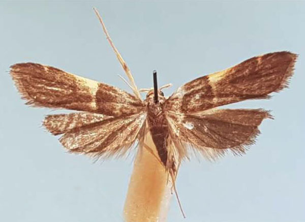/filer/webapps/moths/media/images/S/sogai_Torodora_HT_MNHN.jpg