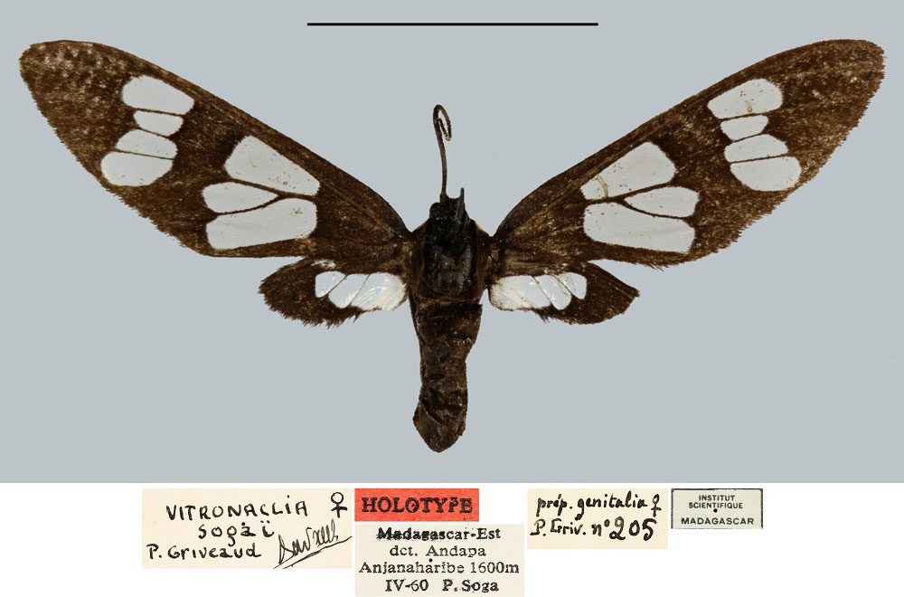 /filer/webapps/moths/media/images/S/sogai_Vitronaclia_HT_MNHN.jpg