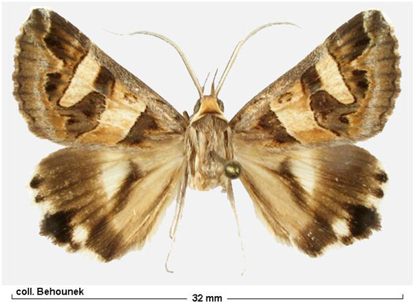 /filer/webapps/moths/media/images/S/sokotrensis_Cerocala_AM_Behounek.jpg