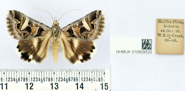 /filer/webapps/moths/media/images/S/sokotrensis_Cerocala_ST_BMNH.jpg
