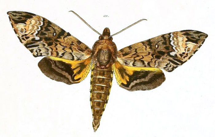 /filer/webapps/moths/media/images/S/solani_Sphinx_HT_Herrich-Schaffer_45-101.jpg