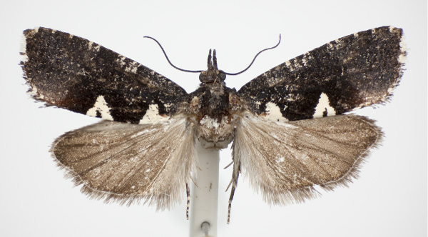 /filer/webapps/moths/media/images/S/solii_Dracontogena_AF_KSund_01.jpg