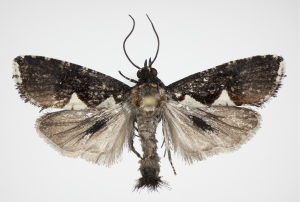 /filer/webapps/moths/media/images/S/solii_Dracontogena_HT_KSund_01.jpg