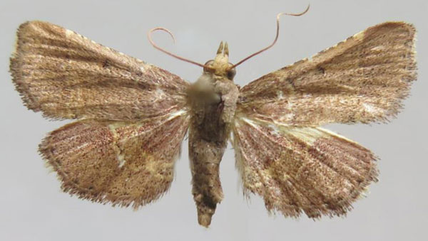 /filer/webapps/moths/media/images/S/solisalis_Analalavia_PTF_MNHN.jpg