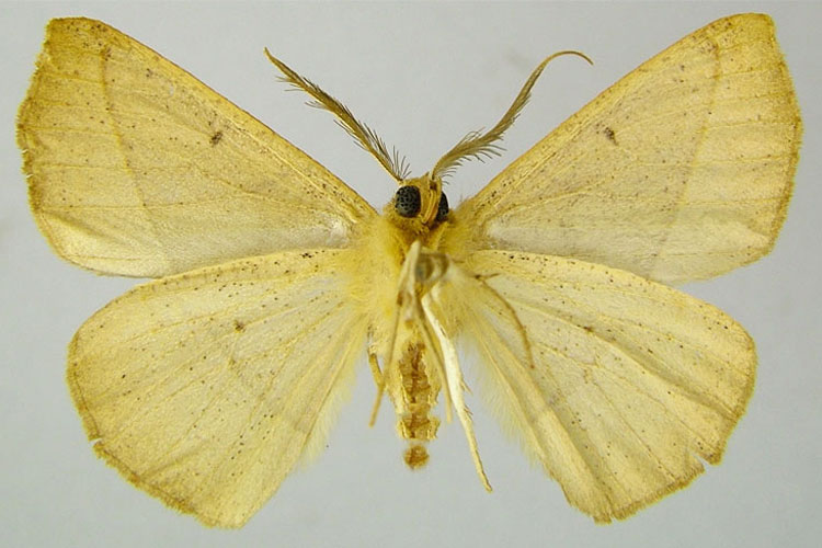 /filer/webapps/moths/media/images/S/solitaria_Eupsamma_HT_ZSMb.jpg