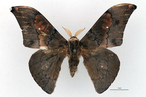 /filer/webapps/moths/media/images/S/solium_Orthogonioptilum_HT_RBINS_01.jpg