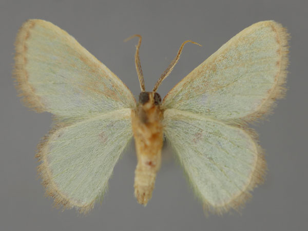 /filer/webapps/moths/media/images/S/solivaga_Eucrostes_HT_ZSM_02.jpg