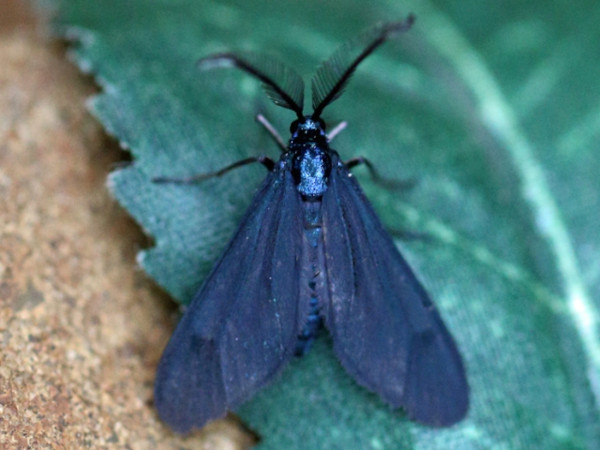 /filer/webapps/moths/media/images/S/solora_Saliunca_A_Voaden_02.jpg