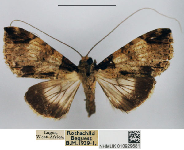 /filer/webapps/moths/media/images/S/solstitialis_Gigantoceras_AF_NHMUK.jpg
