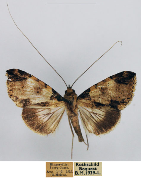 /filer/webapps/moths/media/images/S/solstitialis_Gigantoceras_AM_NHMUK.jpg
