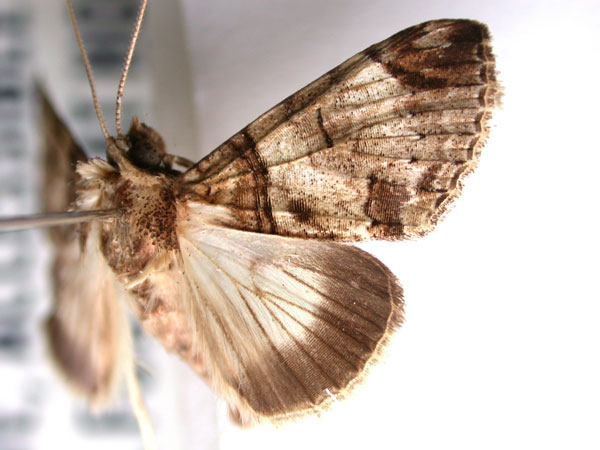 /filer/webapps/moths/media/images/S/solstitialis_Gigantoceras_A_Revell.jpg